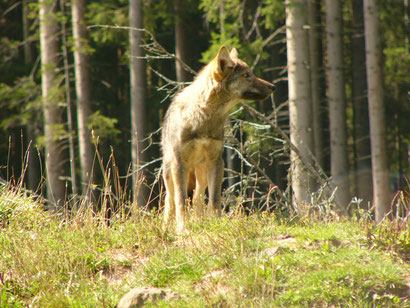 Bei unseren hohen Schalenwildbeständen hat der Wolf beste Lebensbedingungen. 