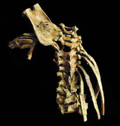 Selam, possesses the most complete spinal column of any early fossil human relative, and her vertebral bones, neck and rib cage are mainly intact.  Credit: Zeray Alemseged, University of Chicago.