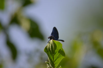 Blauflügelige Prachtlibelle, Calopteryx virgo virgo, Cornus sanguinea