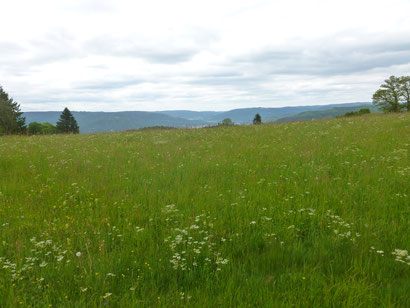 Blick Richtung Moseltal, Vogesenlandschaft.