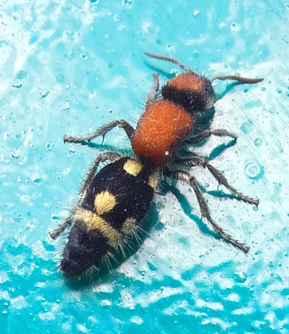 Ronisia brutia, auch Ameisenwespe, Bienenwespe, Bienenameise, oder eben Spider wesp genannt.