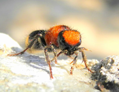 Ronisia brutia, Ameisenwespe