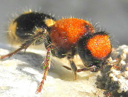Ronisia brutia, Ameisenwespe