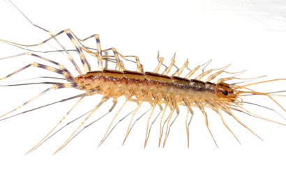 Spinnenläufer, Scutigera coleoptrata