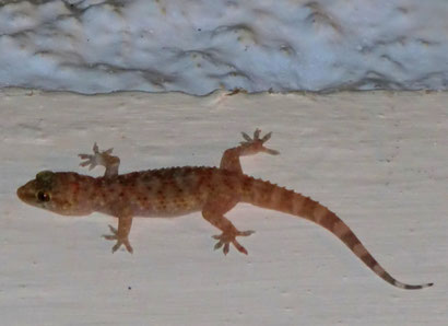 Hausgecko-Türkischer Halbfingergecko