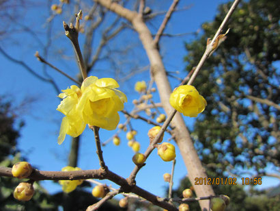 蝋梅の花を発見