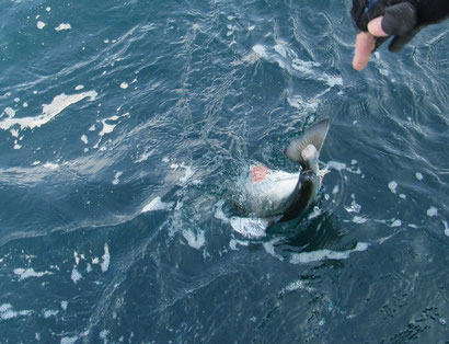 大物の手応えは、サクラマス