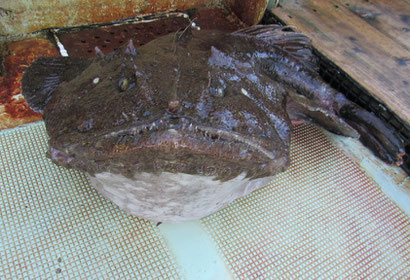 アンコウ 釣り船福丸