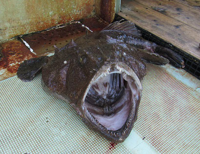 アンコウ 釣り船福丸