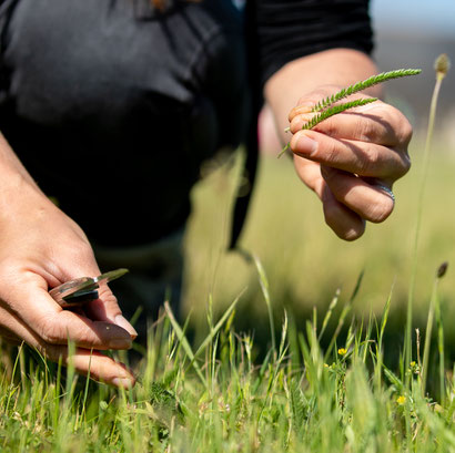 Cueillette sauvage - Plantes sauvages comestibles - Touraine Terre d'Histoire - Emilie Boillot - formations Val de Loire