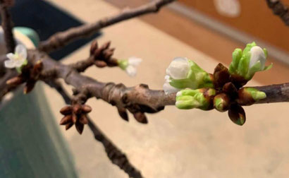 Blühender Kirschzweig, Barbarazweig, Blütenknospen 