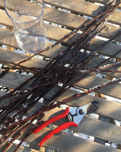 Holzgartentisch mit Gartenschere,  geschnittene Kirschzweige, Glas mit Wasser, Barbarazweige