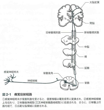 疼痛投射経路