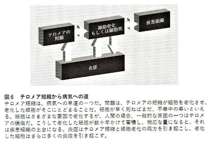 「テロメア・エフェクト」より