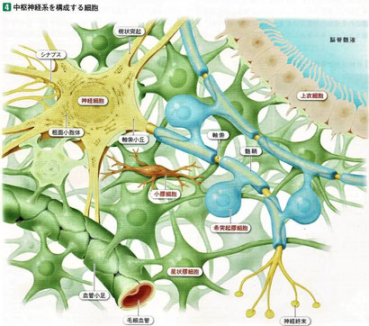 中枢神経系を構成する細胞