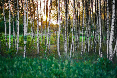 Gesundheit, Ernährung, Birkenzucker, Xylit, Hypnose Starnberg, Hypnosetherapie Gauting, Hypnosetherapie Forstenried, Hypnosetherapie München