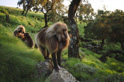 Gelada Baboons in the Simien Mountains, Ethiopia. Dante Harker.