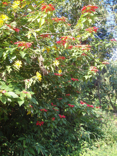 Stunning poinsettias