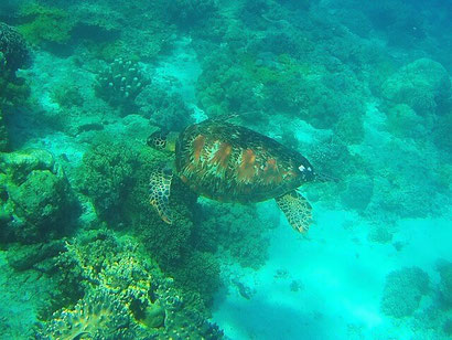 Turtle on Apo Reef in the Philippines - Dante Harker