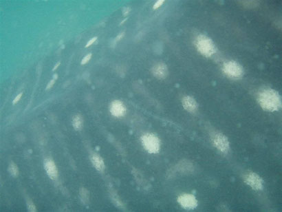 The side of a whale shark in Donsol Philippines - Dante Harker