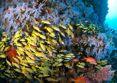 Despite damage from El Nino, coral reefs are still gorgeous around Dharavandhoo, the Maldives. Dante Harker