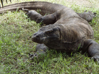Huge Komodo Dragon