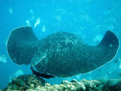 Mozambique has hundreds of amazing unspoilt dive sites - Dante Harker
