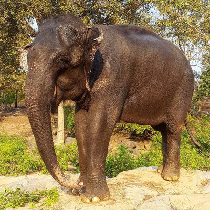 The lovely elephant we met in India