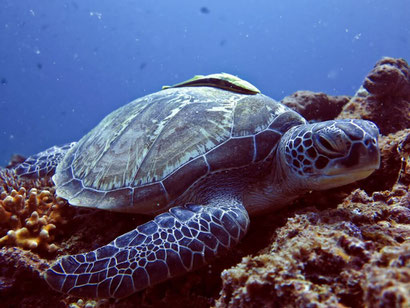 The Gilis are known for their turtles - so easy to see there