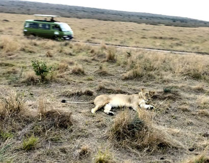 Lioness in the Maasai Mara Reserve with Karibu Tours, Kenya. Dante Harker