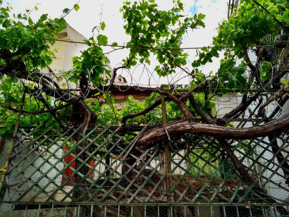 Grape vines in Athens' backstreets