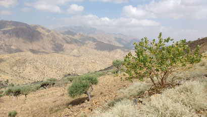 The parchd landscape of northern Ethiopia. Dante Harker