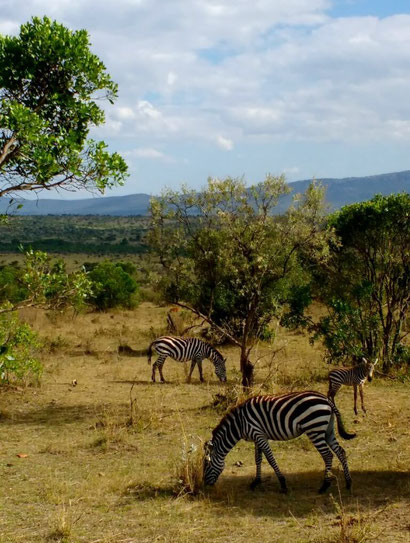 Zebra in the Maasai Mara Reserve, Kenya with Karibu Tours. Dante Harker