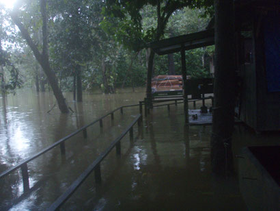 Flooded Uncle Tans Borneo - Dante Harker