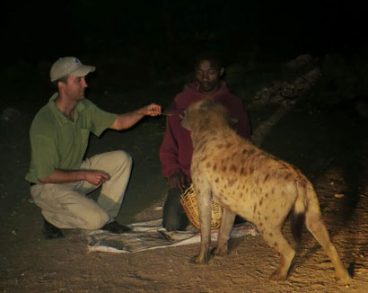 Feeding tame Hyenas in Harar, Ethiopia. Dante Harker