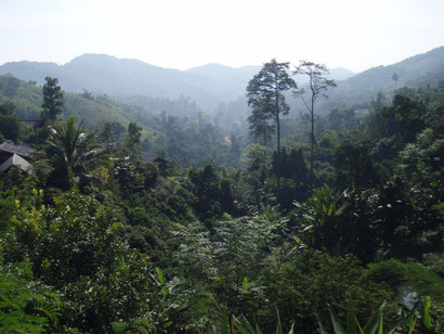 The jungles in Thailand
