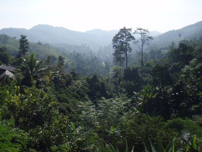 The jungles in Thailand 