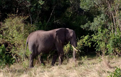 Elephants in the Maasai Mara Reserve with Karibu Tours, Kenya. Dante Harker