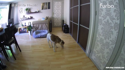 Photo prise avec l'application Furbo