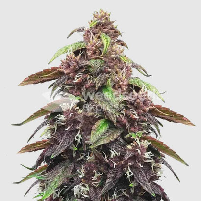 Blackberry Kush