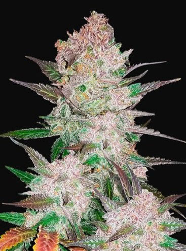 Girl Scout Cookies