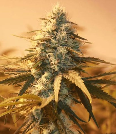 AK-48