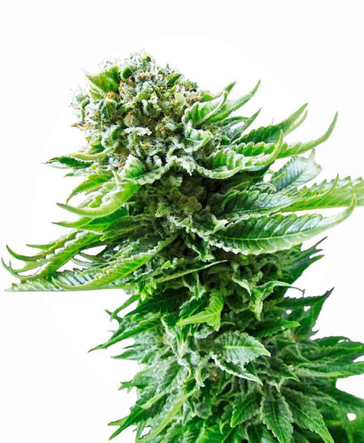 Northern Lights