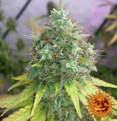 G13 Haze