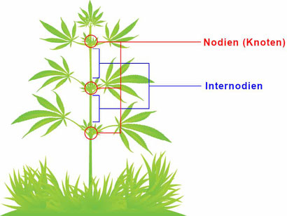 Cannabis Internodien