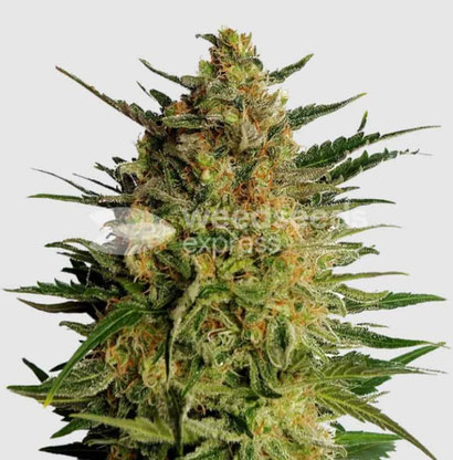 AK 47