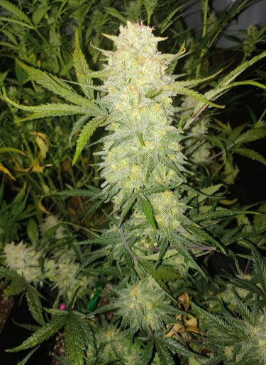 Critical Auto
