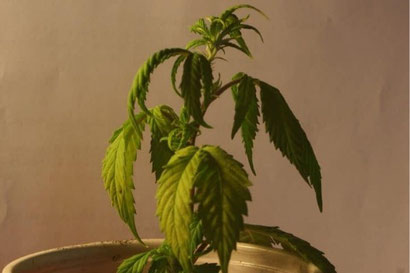 Unterbewässerte Cannabis Pflanze