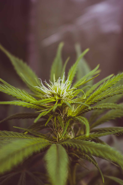 Wachstumsphase Cannabis Das Vegetative Stadium Irierebel