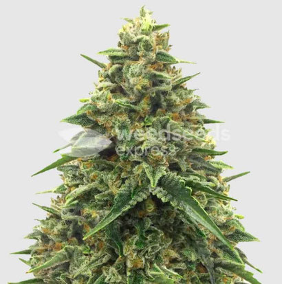 Alpine Star CBD